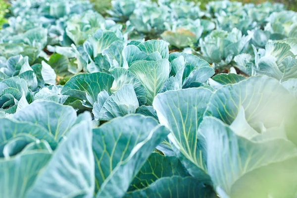 plantas de col